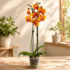 Phalaenopsis Buddha