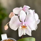 Phalaenopsis amabilis 'Surabaya' (silver leaves)