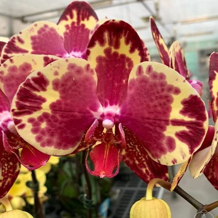 Phal. Beauty Soulmate