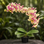 Phalaenopsis Blueberry Cheese