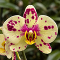Phalaenopsis Blueberry Cheese