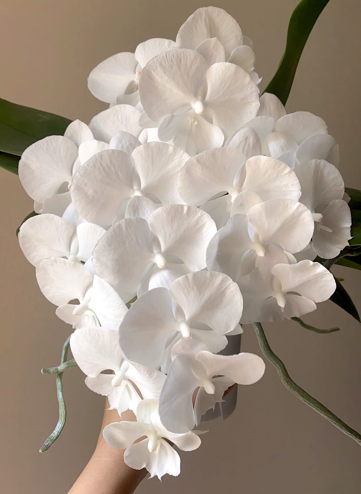 Phalaenopsis Charming Crystal Water '1287'