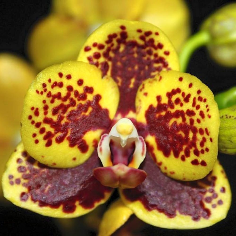 Phalaenopsis Chiada Monica '438'