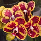 Phalaenopsis Chiada Monica '438'