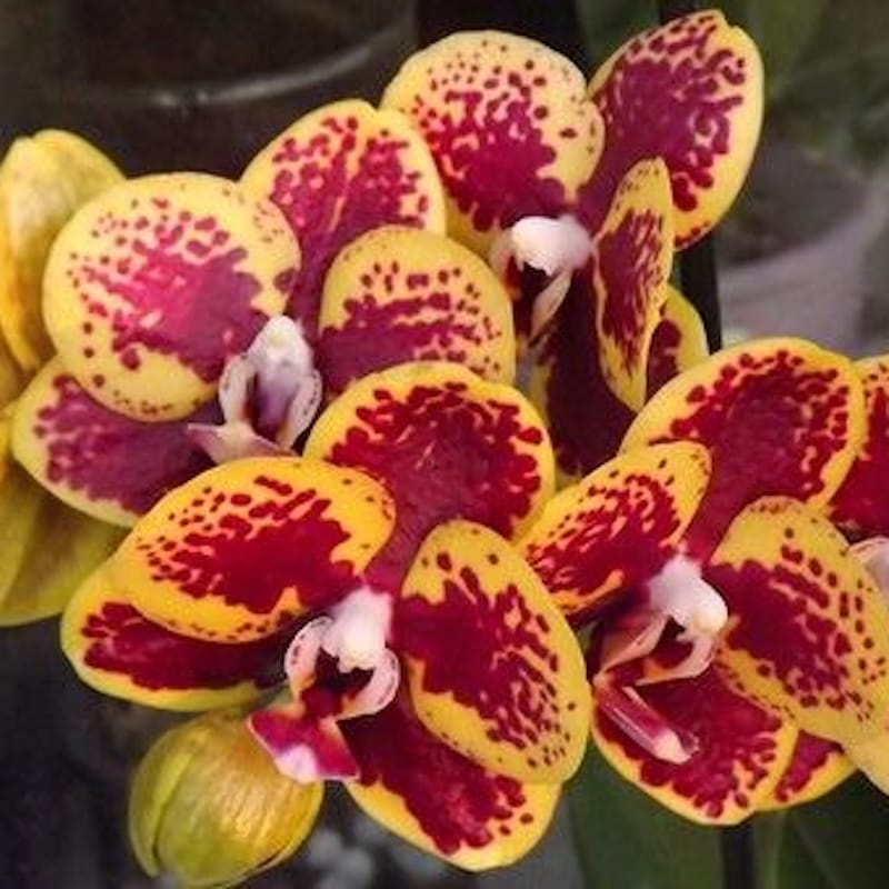 Phalaenopsis Chiada Monica '438'