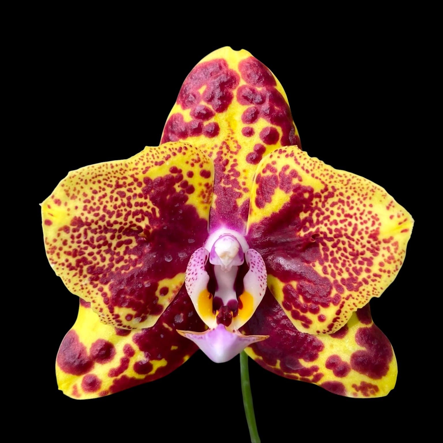 Phalaenopsis GW Green World 'Snakeskin' – Secret Garden Plant Shop