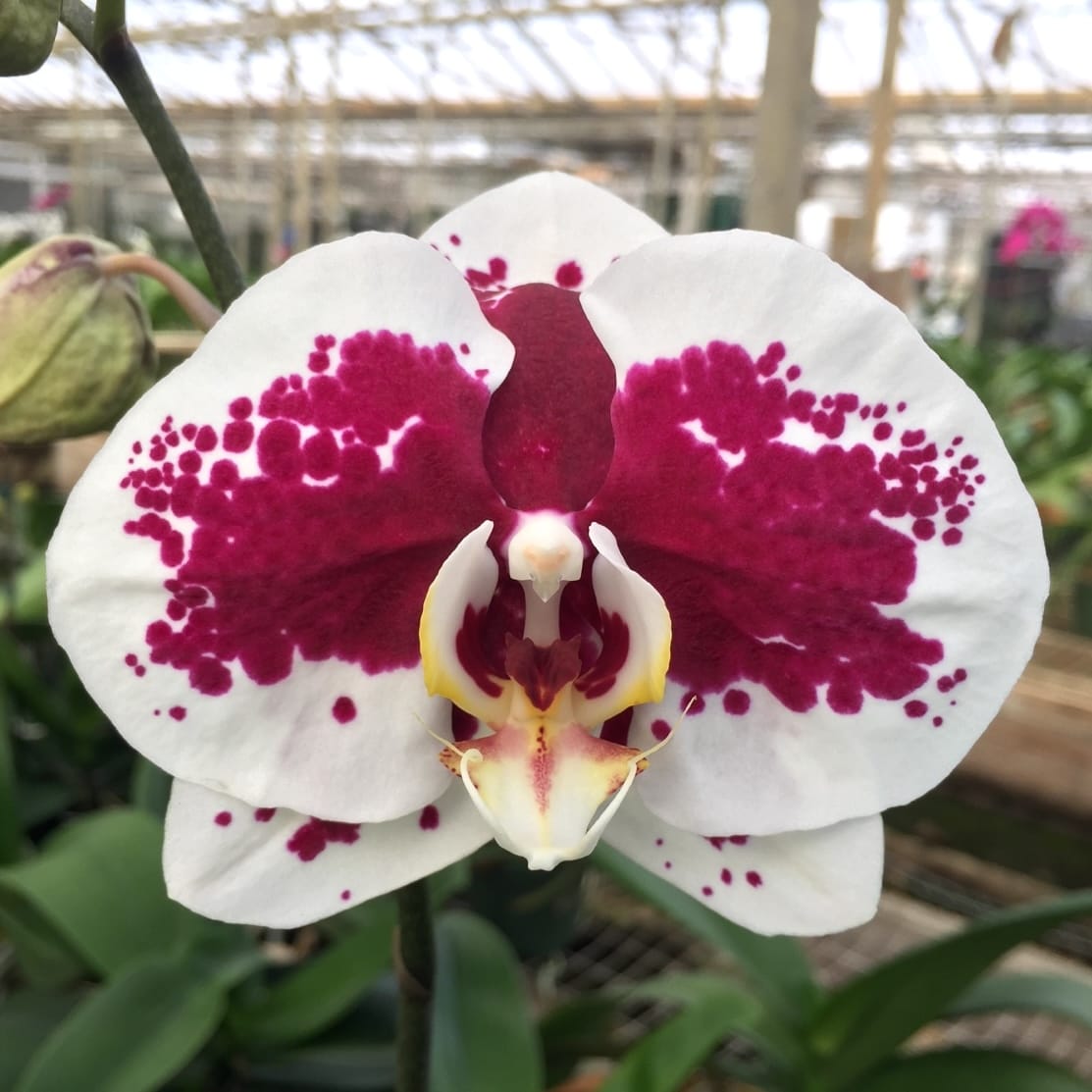Phalaenopsis Gan Lin Pearl