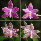 Phalaenopsis Germaine Vincent var. blue × lueddemanniana var. coerulea