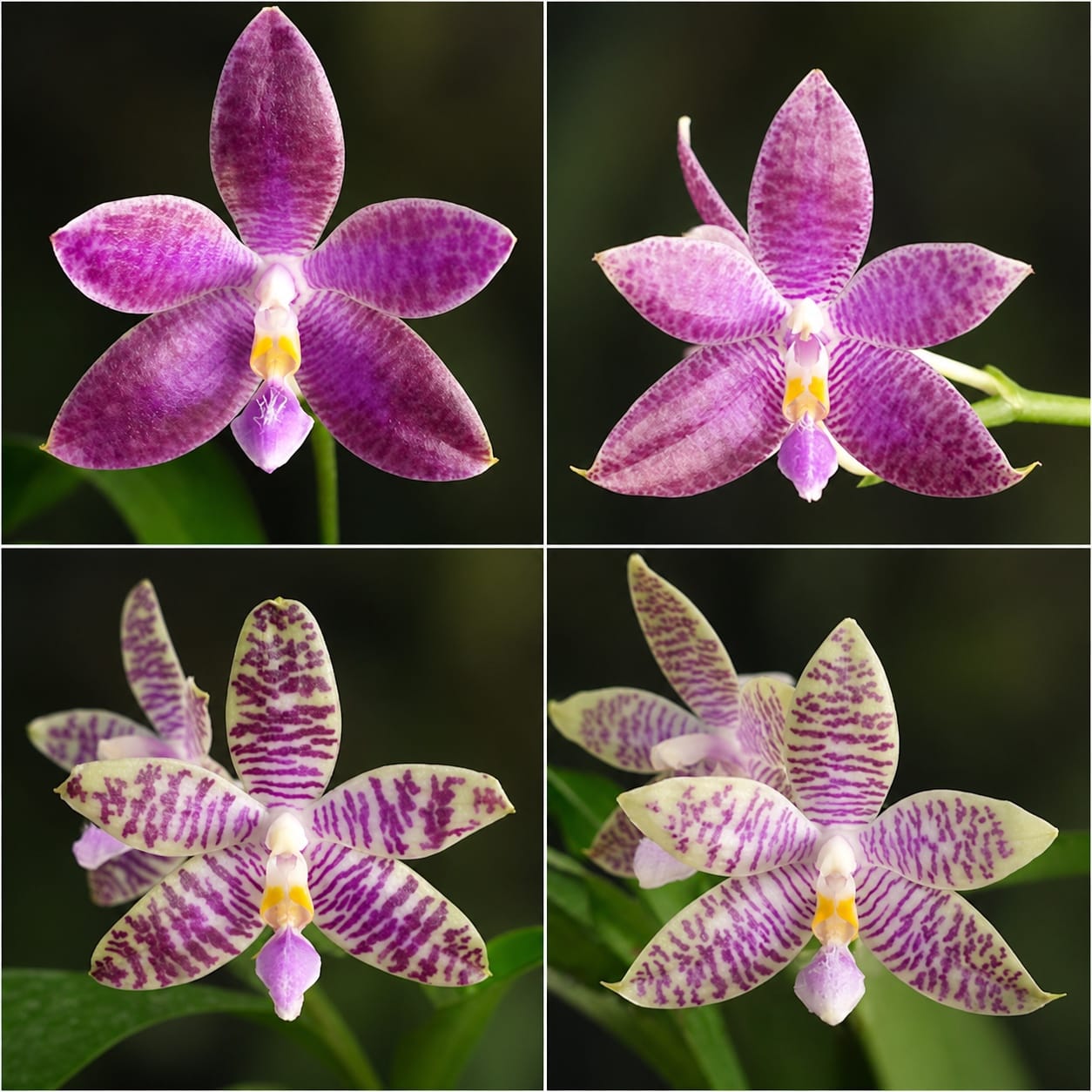 Phalaenopsis Germaine Vincent var. blue × lueddemanniana var. coerulea