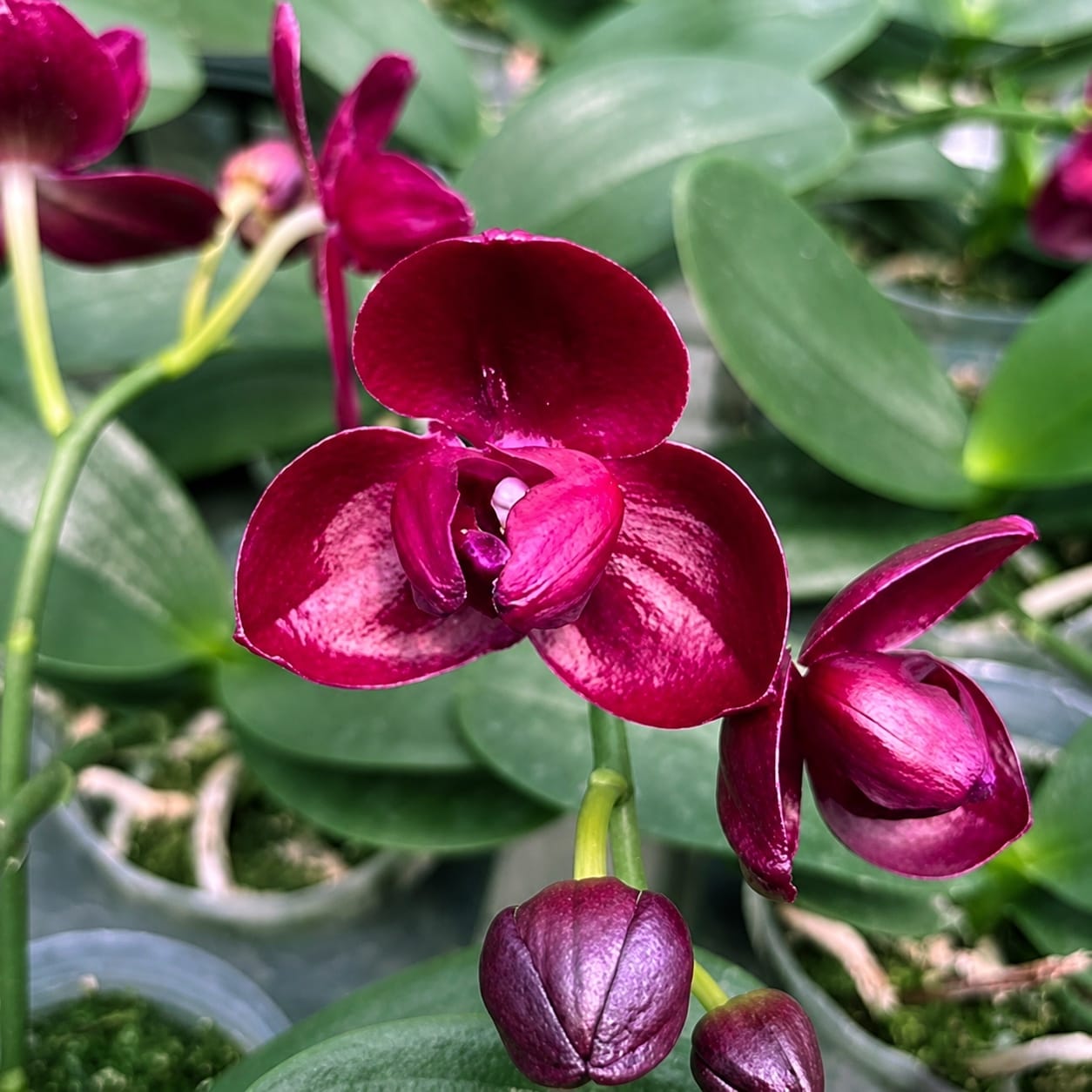 Phal-Haur-Jih-Fancy-3090-floare4-restaurata.jpg