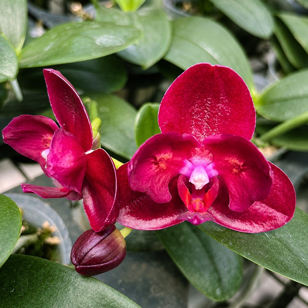 Phalaenopsis Haur Jih Fancy (peloric)
