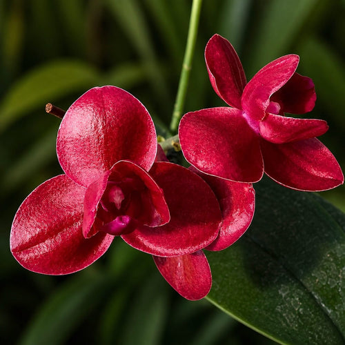 Phalaenopsis Haur Jih Fancy (pelorisch) – duftend