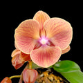 Phalaenopsis King Car Persimmon (Big Lip)