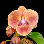 Phalaenopsis King Car Persimmon (Big Lip)