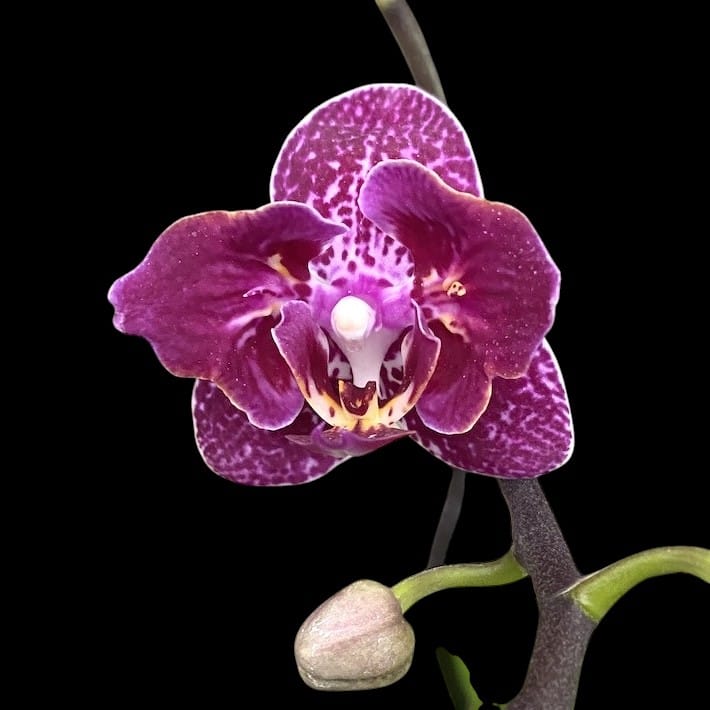 Phalaenopsis Lianher Happy Go (peloric)