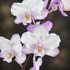 Phalaenopsis Liu's Sakura 'KF'