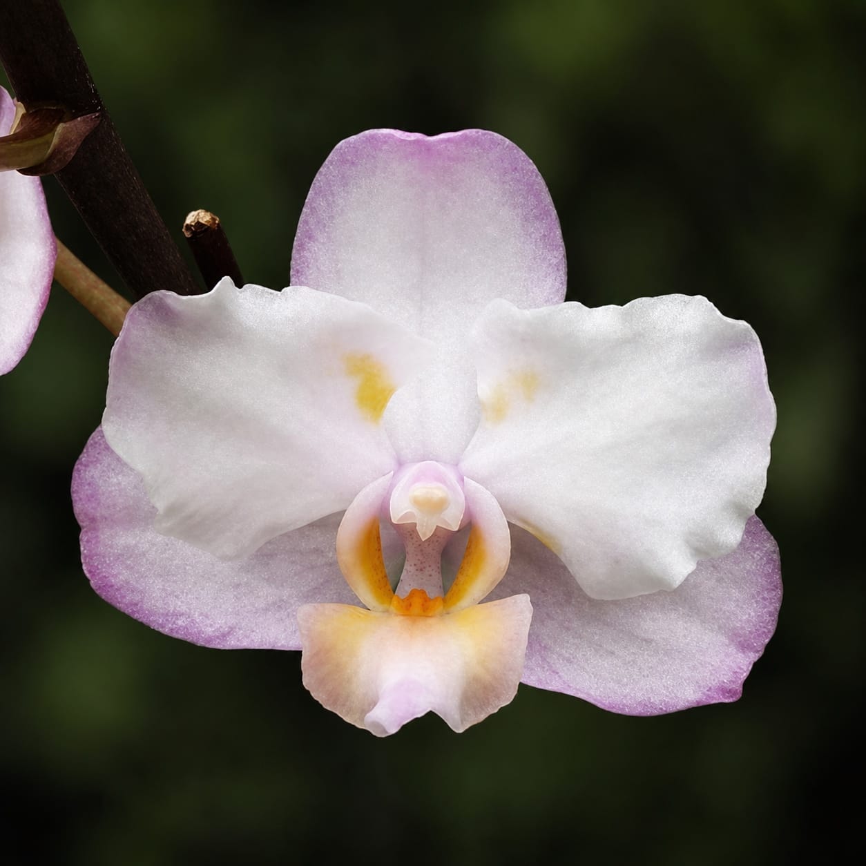 Phalaenopsis Liu's Sakura 'KF'