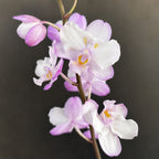 Phalaenopsis Liu's Sakura 'KF'