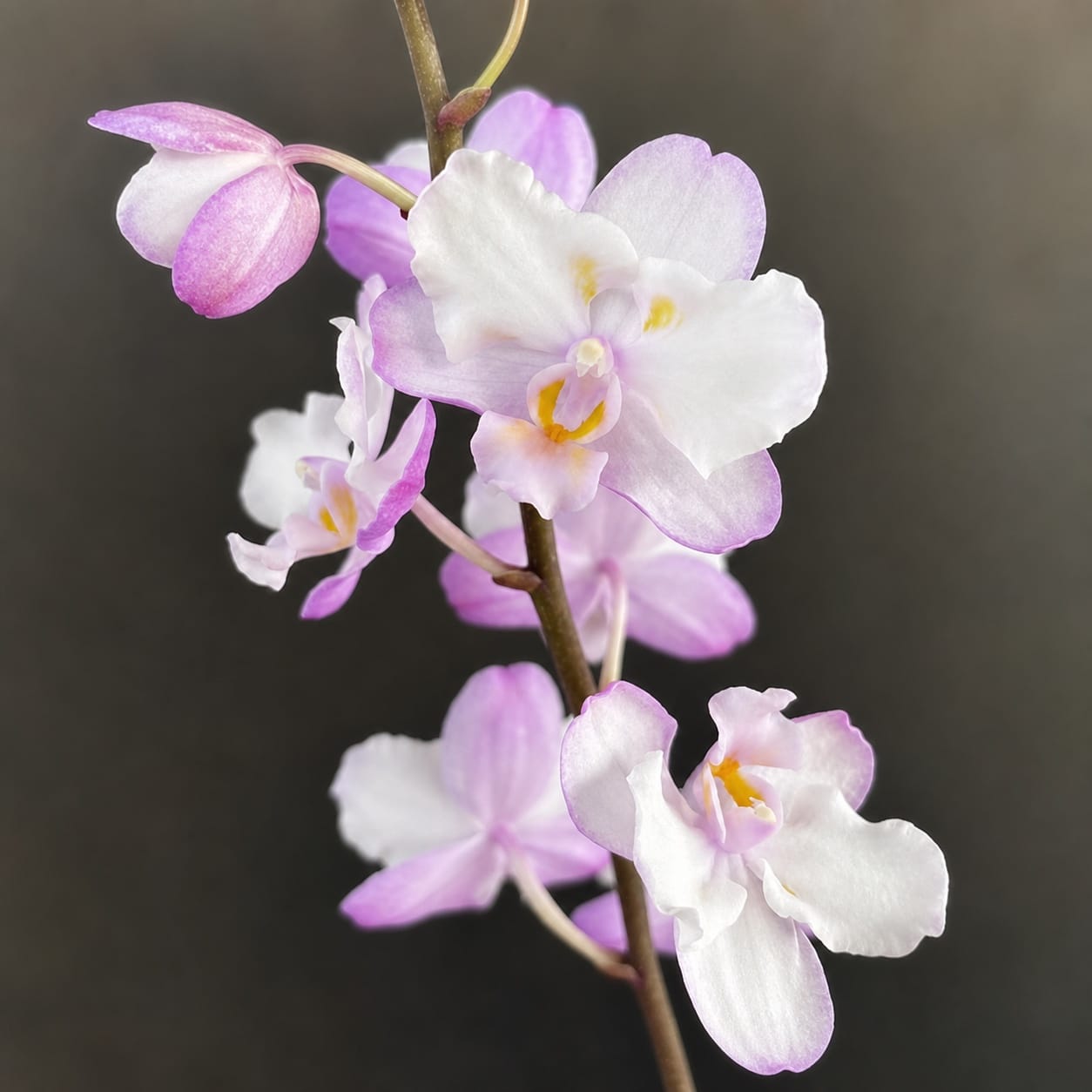 Phalaenopsis Liu's Sakura 'KF'