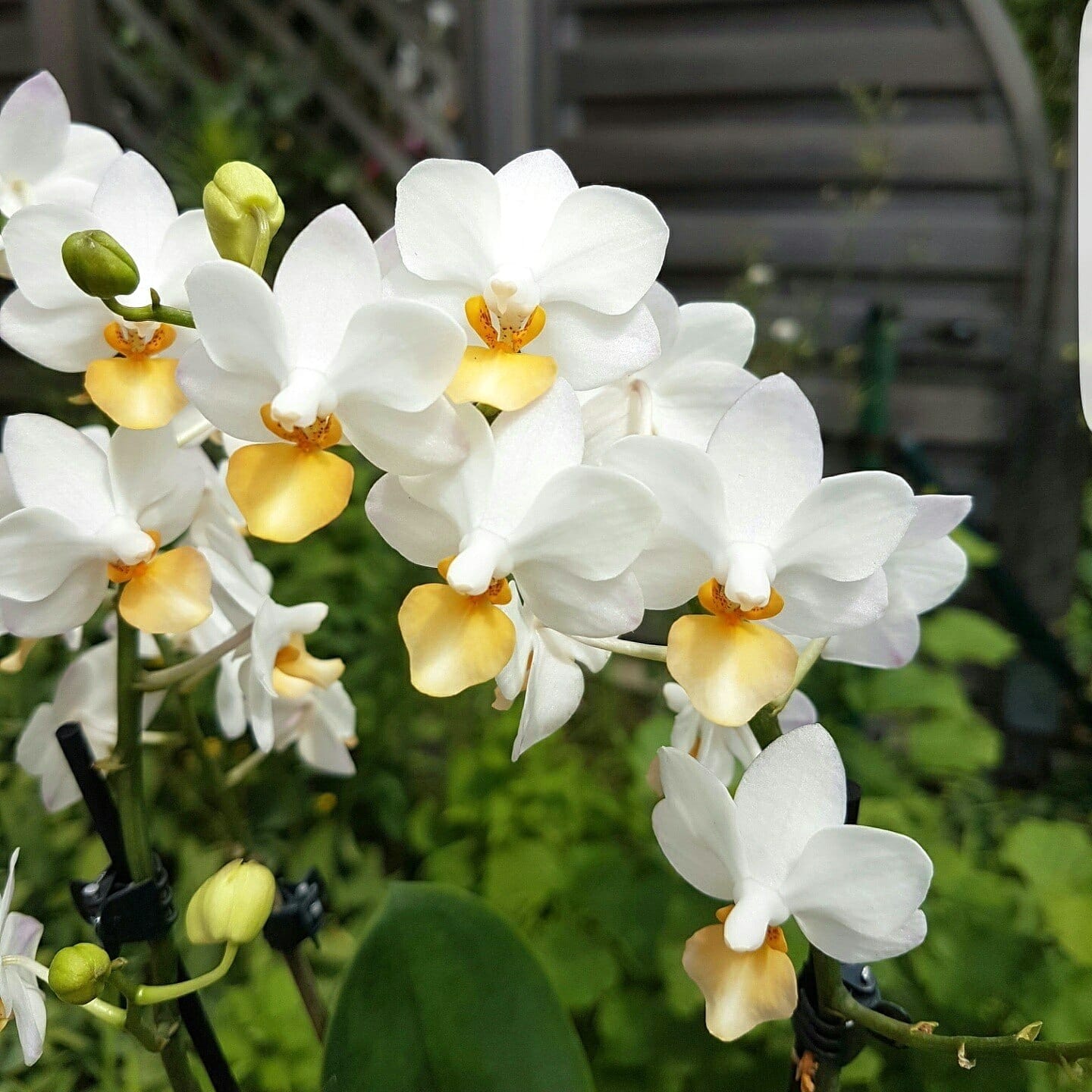 Phalaenopsis Liu's Triprince 'PYL'