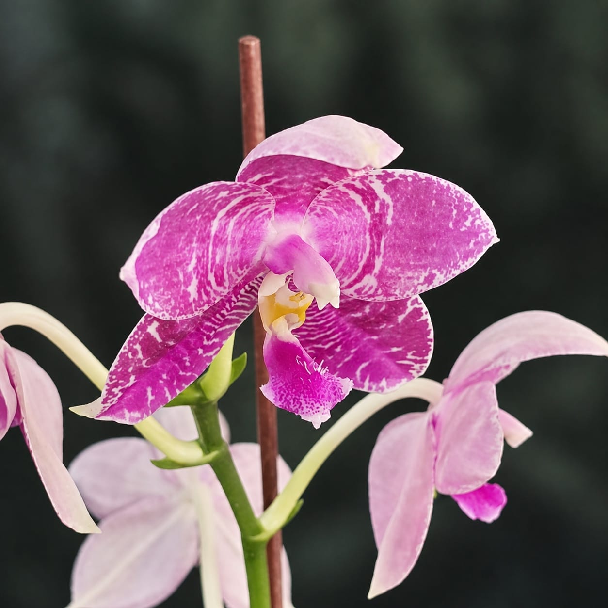 Phalaenopsis Lyndon Mix Zebra '869'
