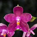 Phalaenopsis Lyndon Mix Zebra '869'