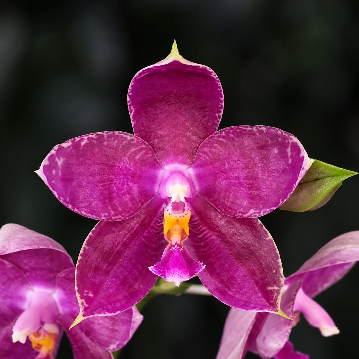 Phalaenopsis Lyndon Mix Zebra '869'