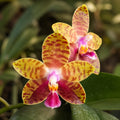Phalaenopsis Meidarland Castle Queen 'Victoria'