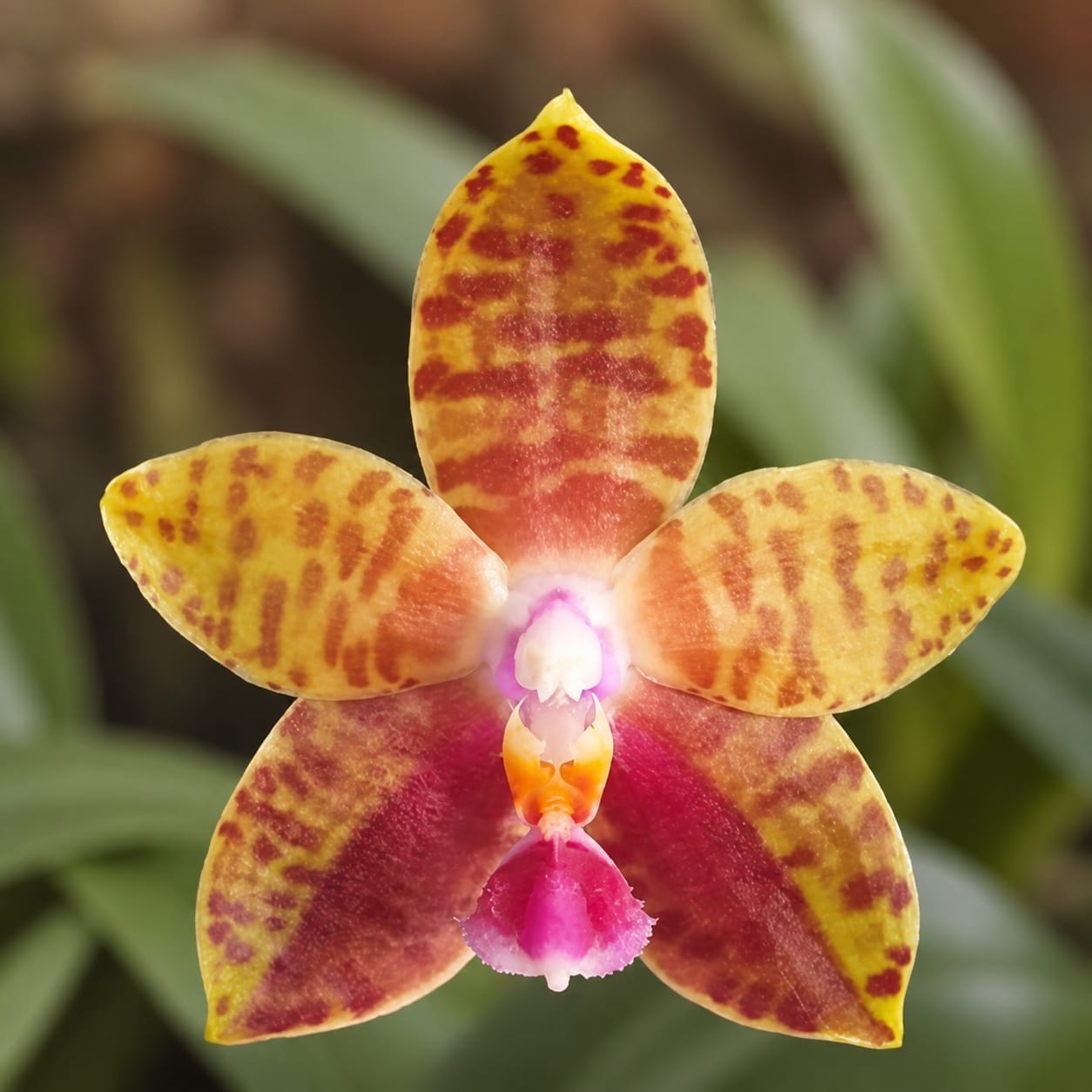 Phalaenopsis Meidarland Castle Queen 'Victoria'