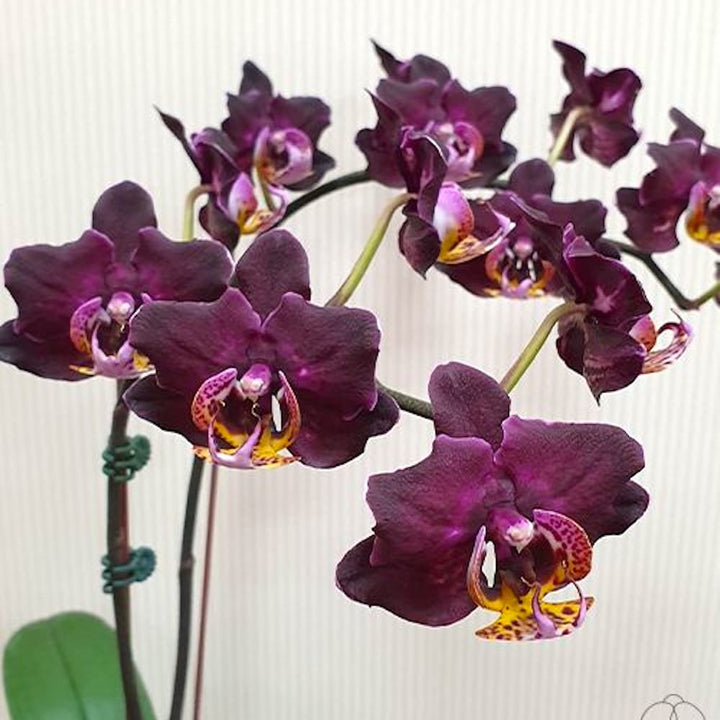 Phal. Miki Black Queen '3107'