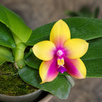 Phalaenopsis Miki Mok Choi Bear Queen 'Feast'
