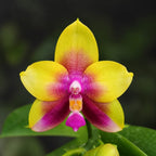 Phalaenopsis Miki Mok Choi Bear Queen 'Feast'
