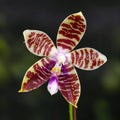 Phalaenopsis Miki Passion Corningiana 'Bell'