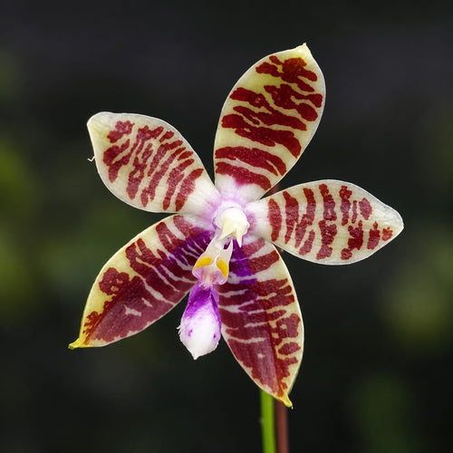Phalaenopsis Miki Passion Corningiana 'Bell' - Fragrant