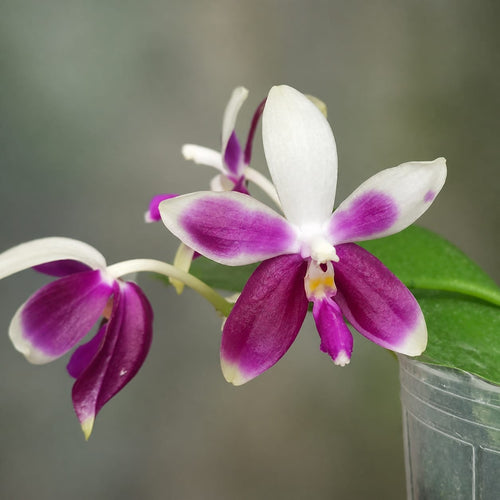 Phalaenopsis Miki Rose Vincent '1688' - fragrant