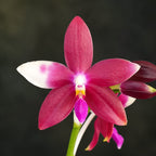 Phalaenopsis Miki Rose Vincent '1688'
