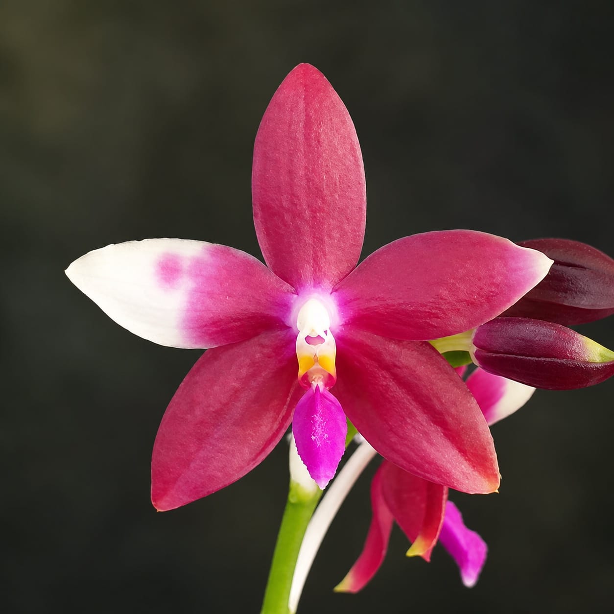 Phalaenopsis Miki Rose Vincent '1688'