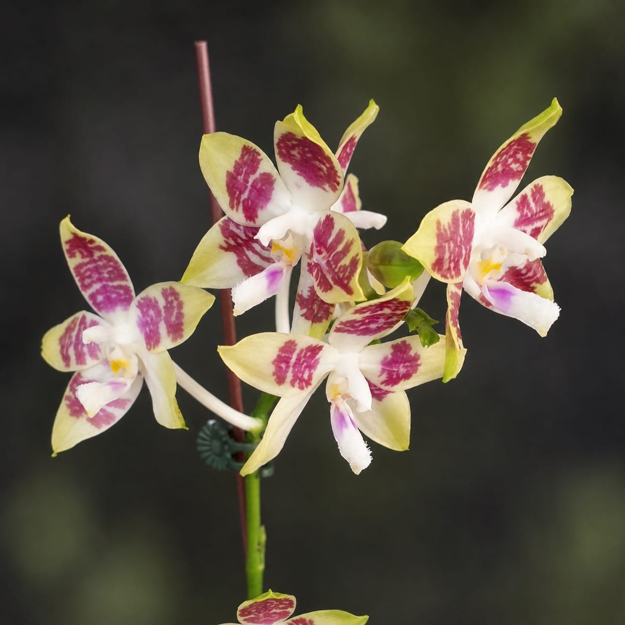 Phalaenopsis Miki Rose Vincent 'Fresh'