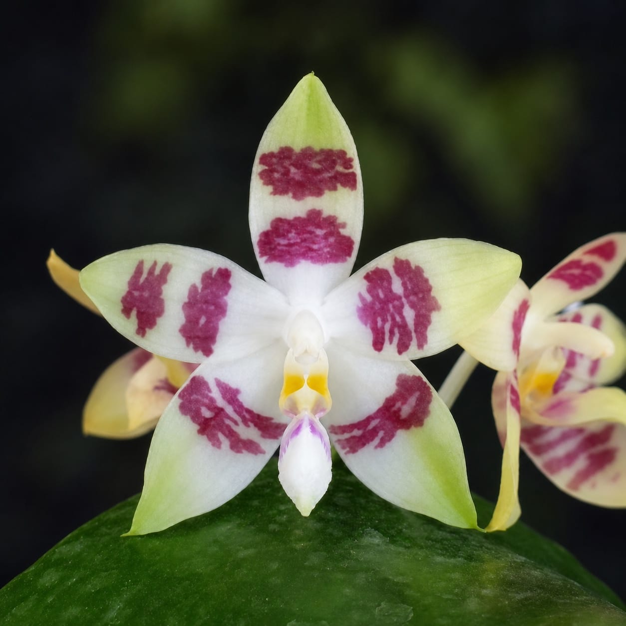 Phalaenopsis Miki Rose Vincent 'Fresh'