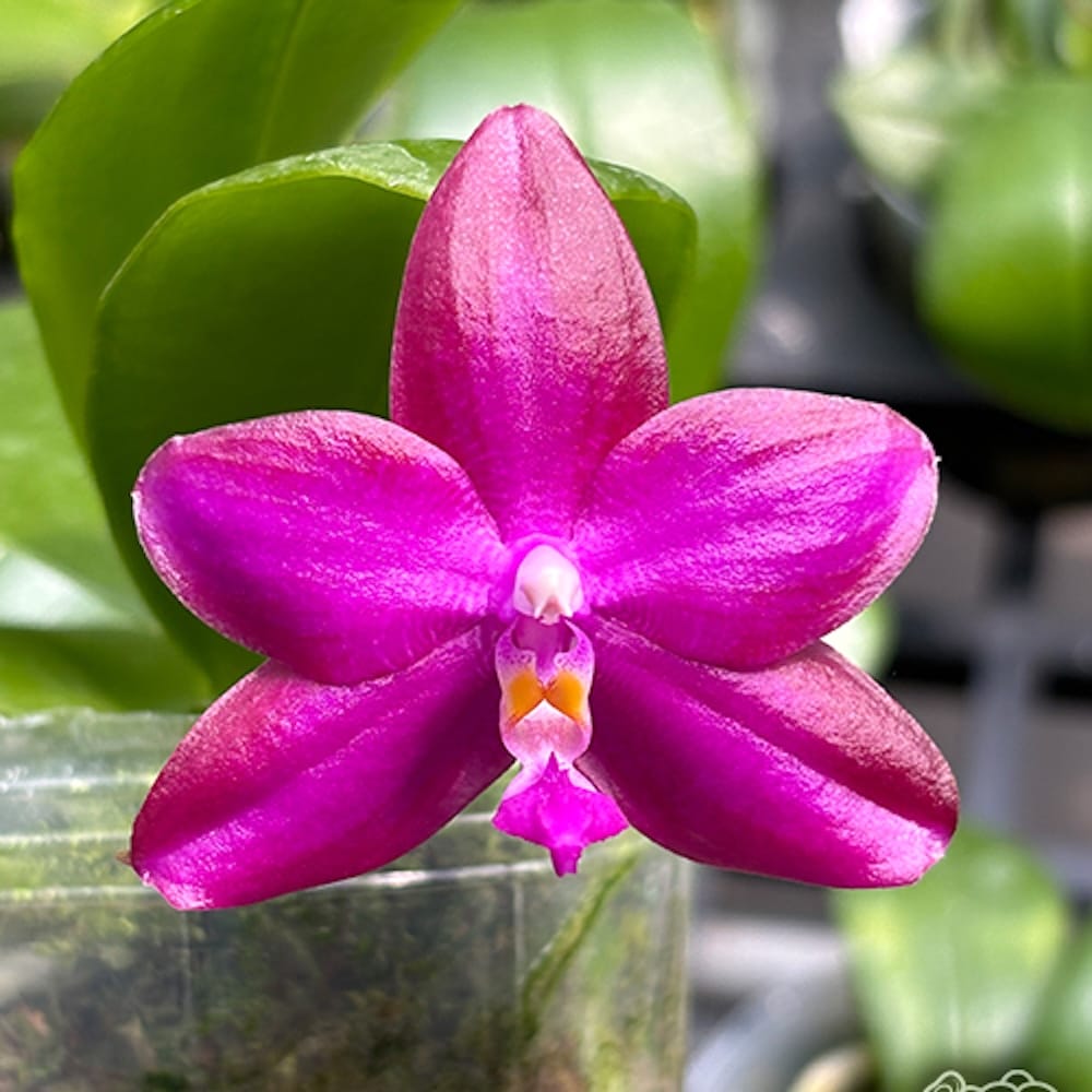 Phalaenopsis Miki Sabina '595'