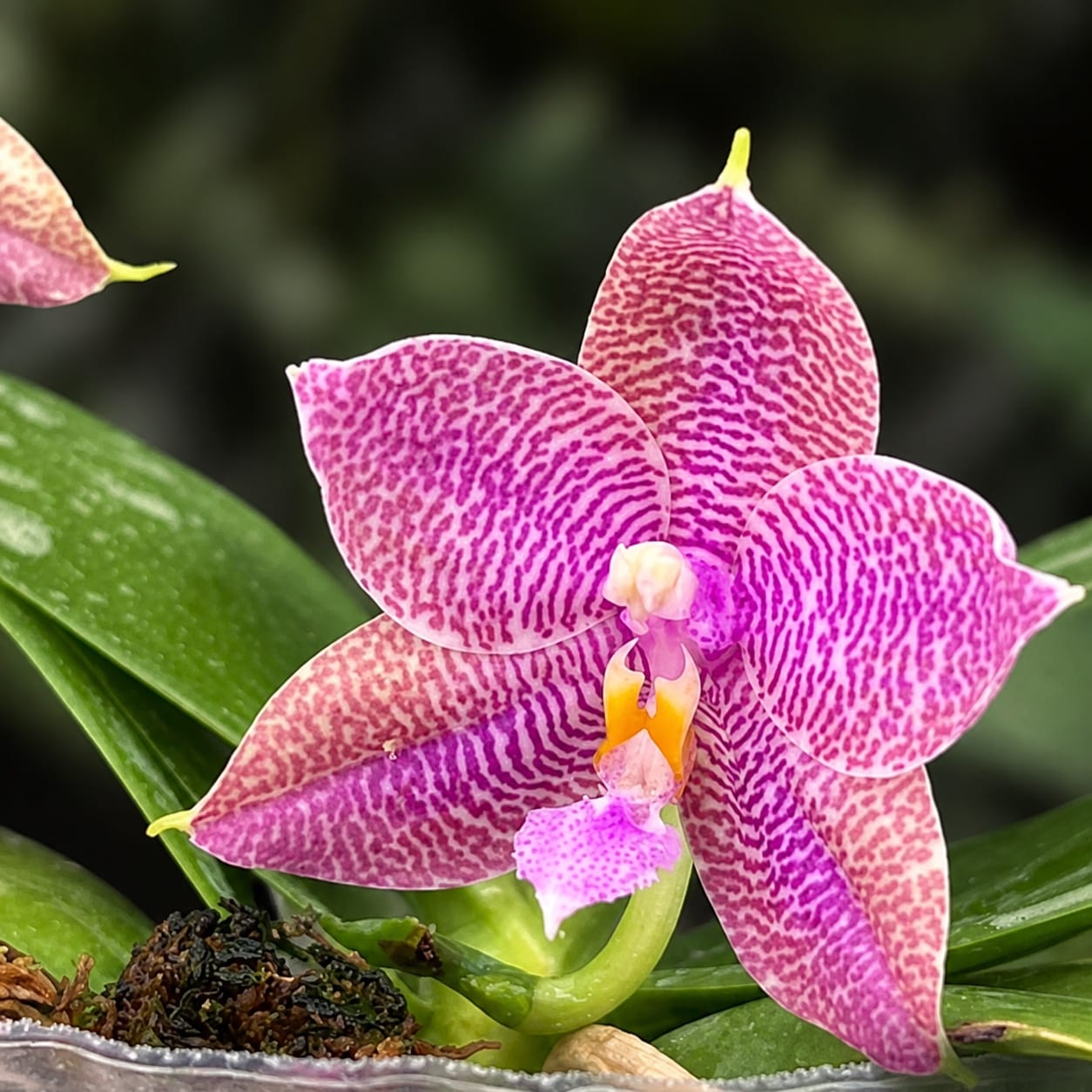 Phalaenopsis Miki Sabina '802'