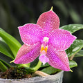 Phalaenopsis Miki Sabina '802'