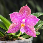 Phalaenopsis Miki Sabina '802'
