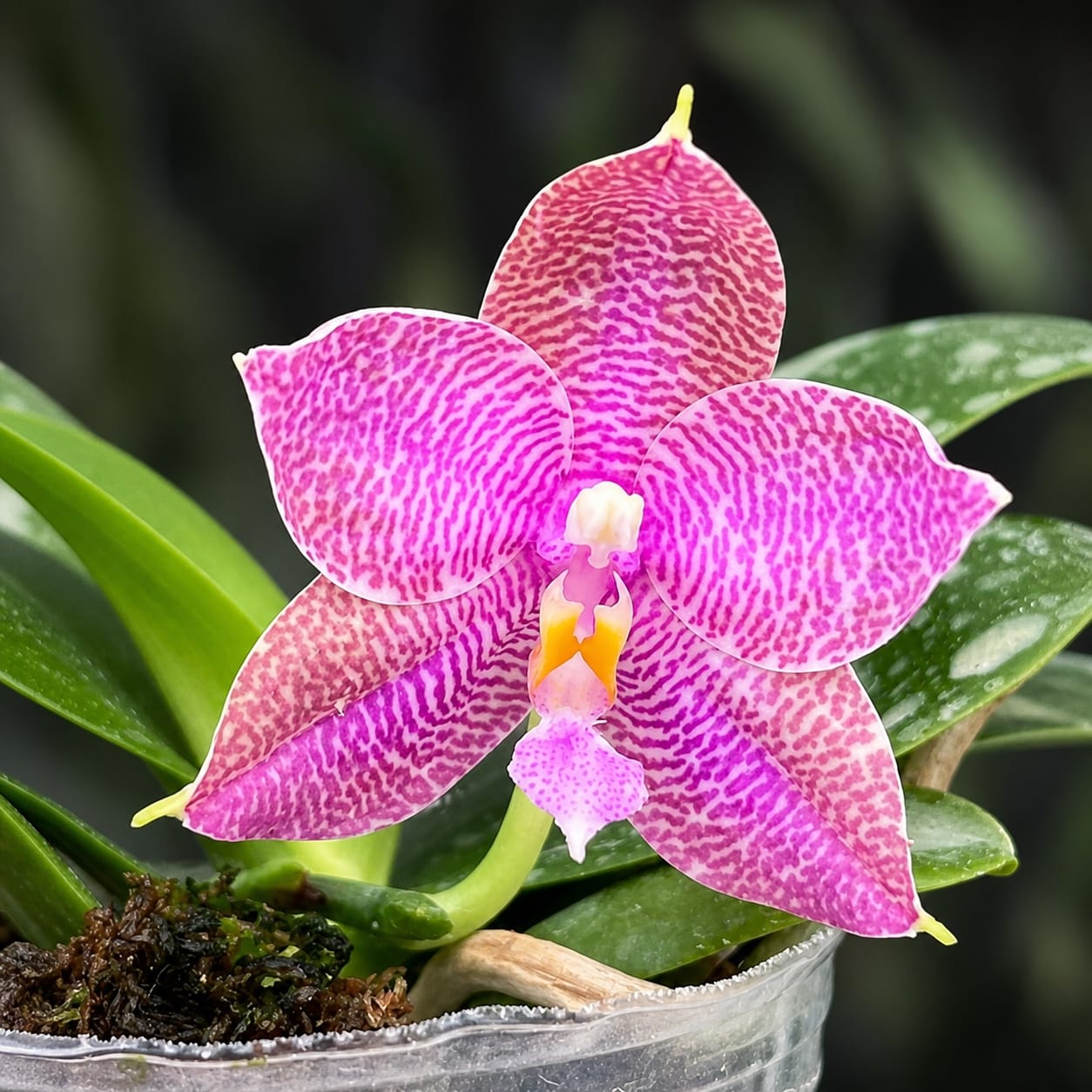 Phalaenopsis Miki Sabina '802'
