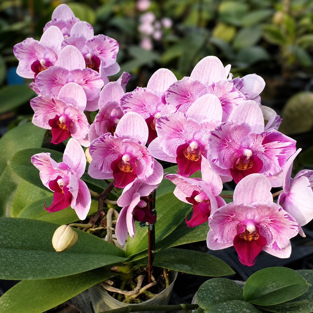 Phalaenopsis Miki Splash Butterfly (peloric)