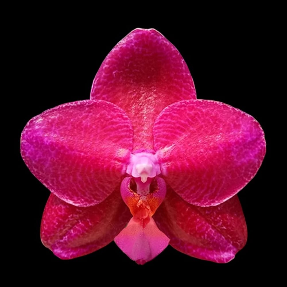 Phalaenopsis Mituo King 'Big Pink'