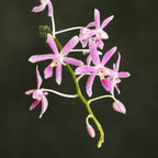 Phalaenopsis Nancy Bechtol 'Maria'