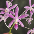 Phalaenopsis Nancy Bechtol 'Maria'