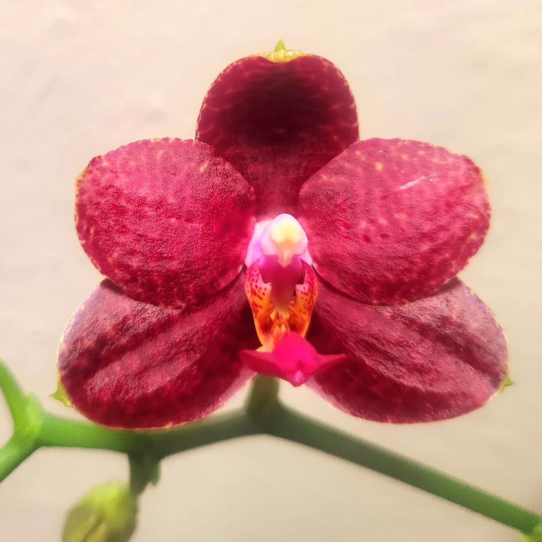 Phalaenopsis Perfection Is 'Chen'