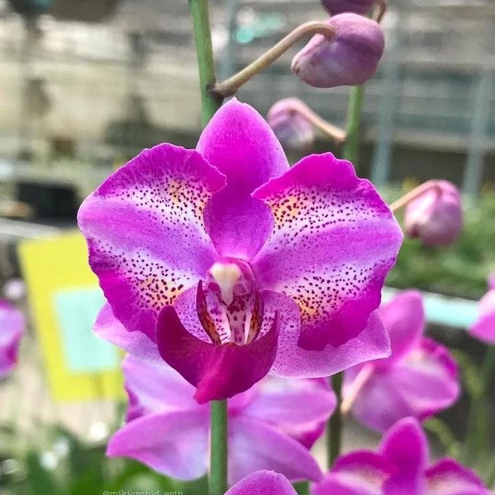 Phalaenopsis Purple Gem 'Miki Leopard'